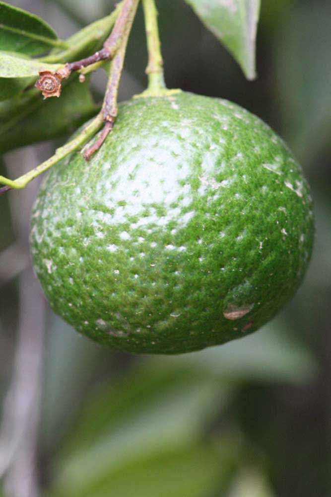            Immature fruit (Riverside, CA)   